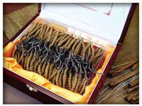 堆龙德庆冬虫夏草回收